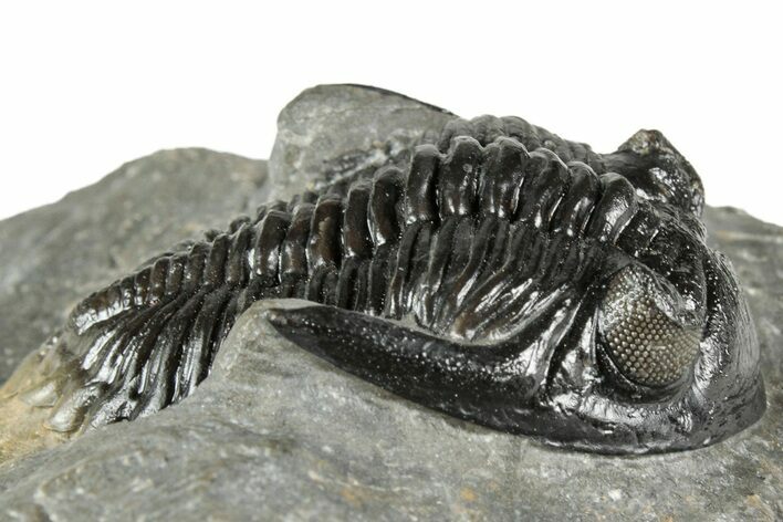 Detailed Hollardops Trilobite Fossil - Excellent Eyes #359504
